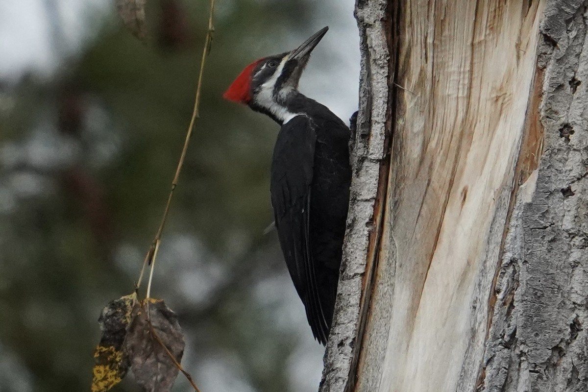 Pileated Woodpecker - ML644723173