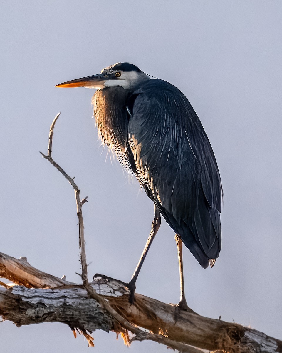 Great Blue Heron - ML644723188