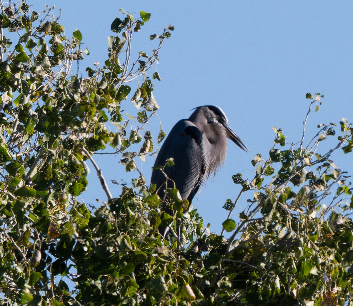 Great Blue Heron - ML644723189