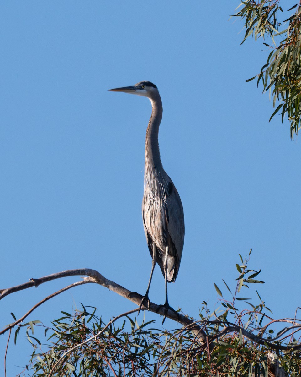 Great Blue Heron - ML644723190