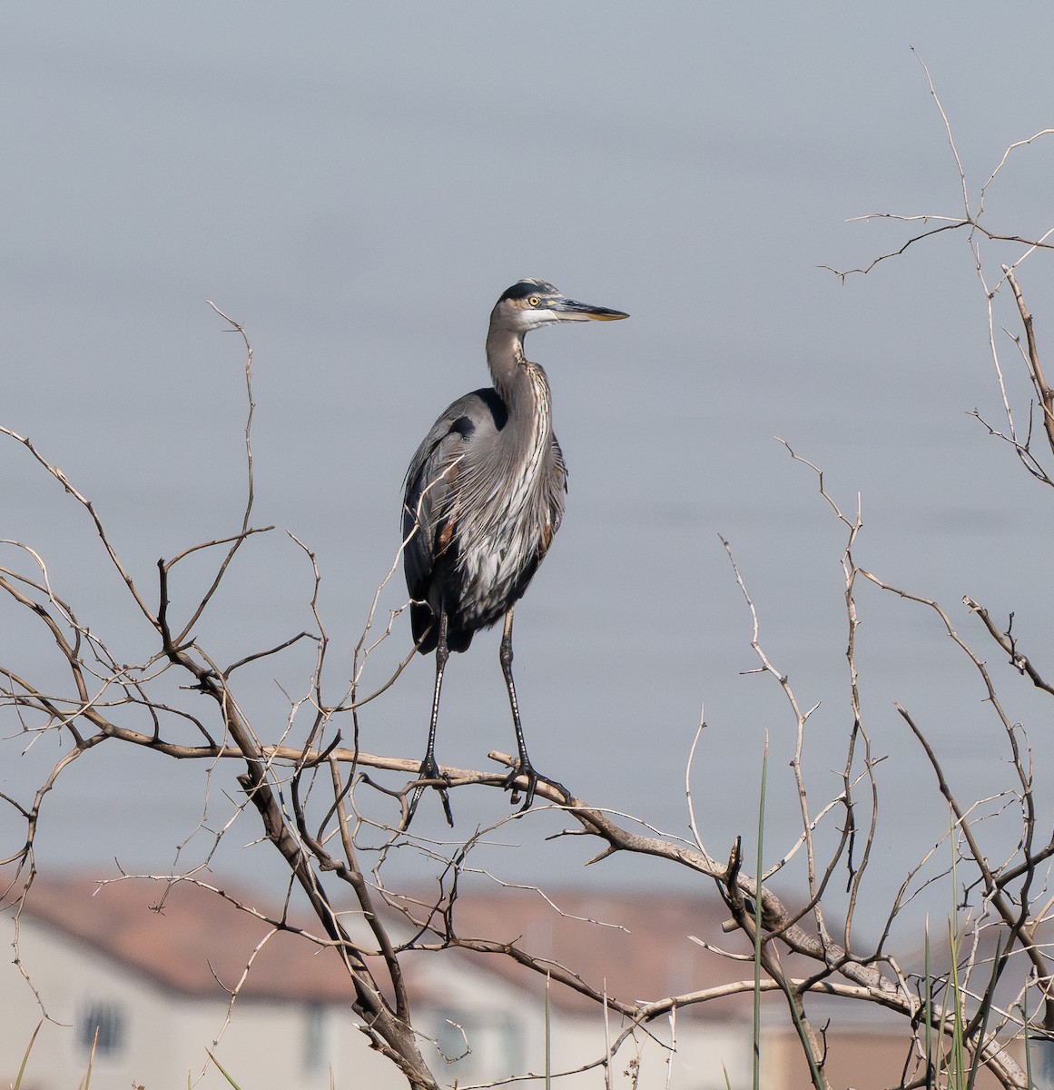 Great Blue Heron - ML644723191