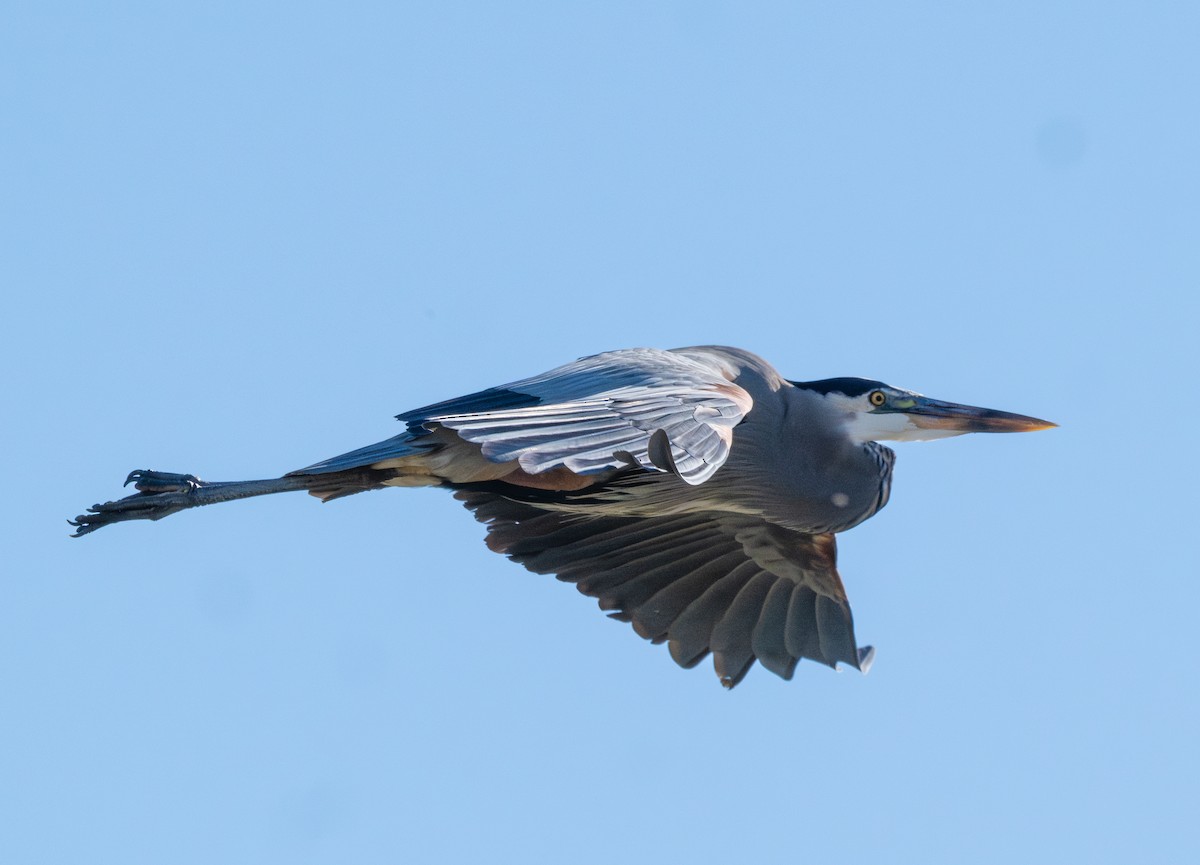 Great Blue Heron - ML644723192
