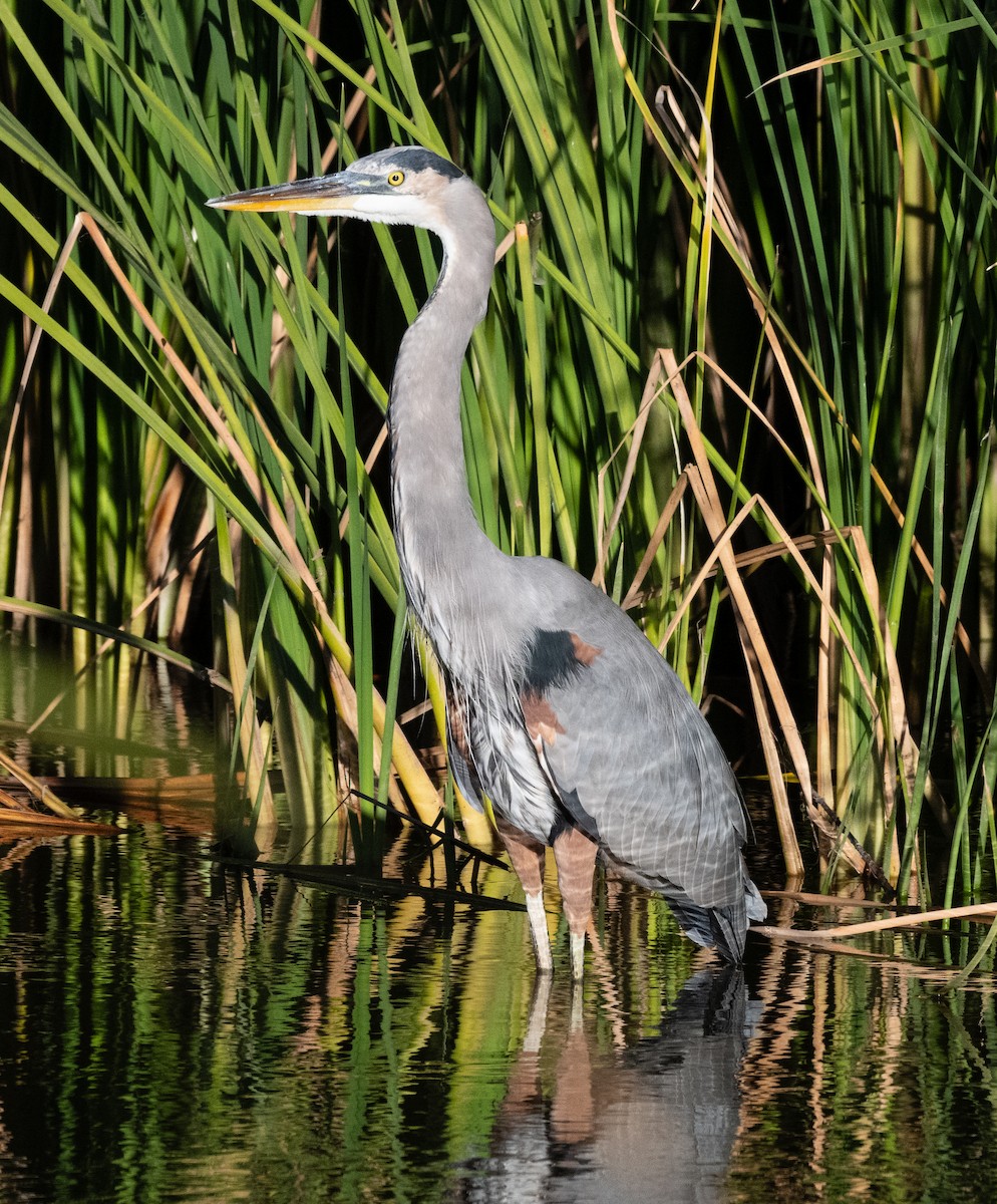 Great Blue Heron - ML644723193