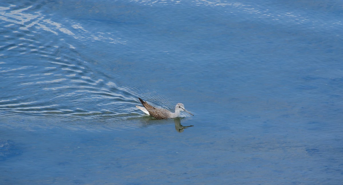 Common Greenshank - ML644723194