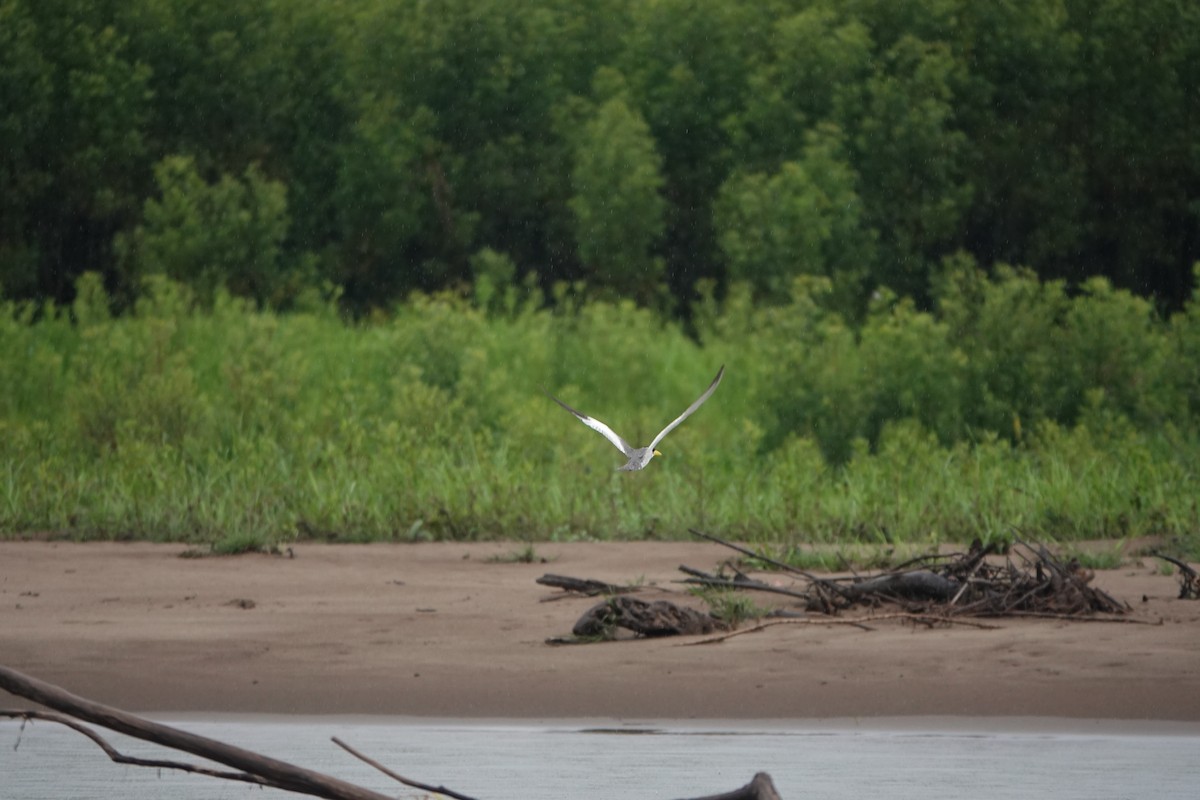 Large-billed Tern - ML644723195
