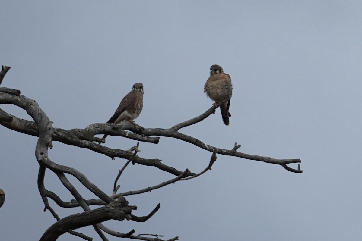 American Kestrel - ML644723198