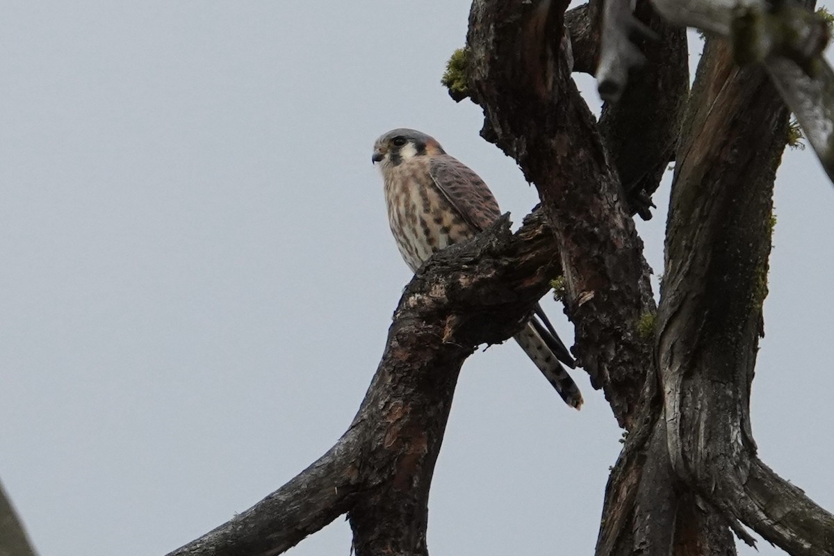 American Kestrel - ML644723199