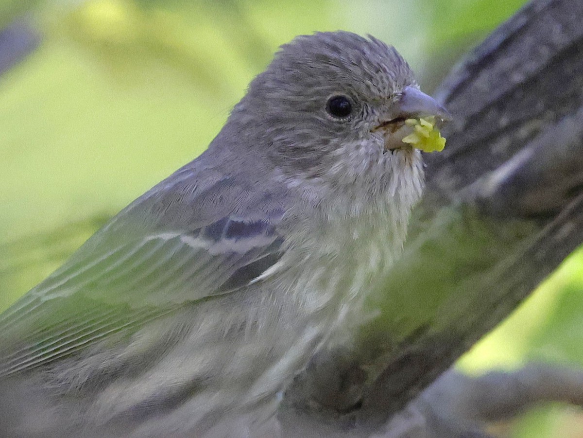 House Finch - ML644723200