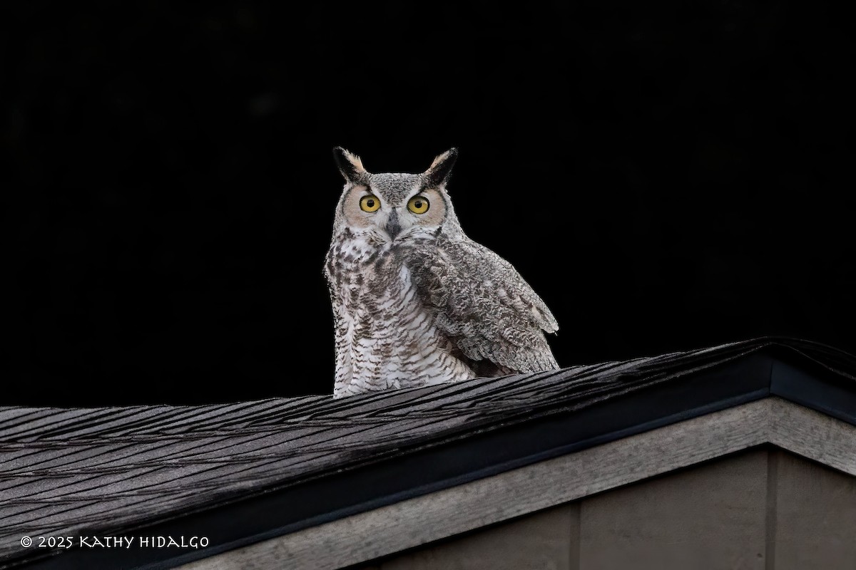 Great Horned Owl - ML644723202