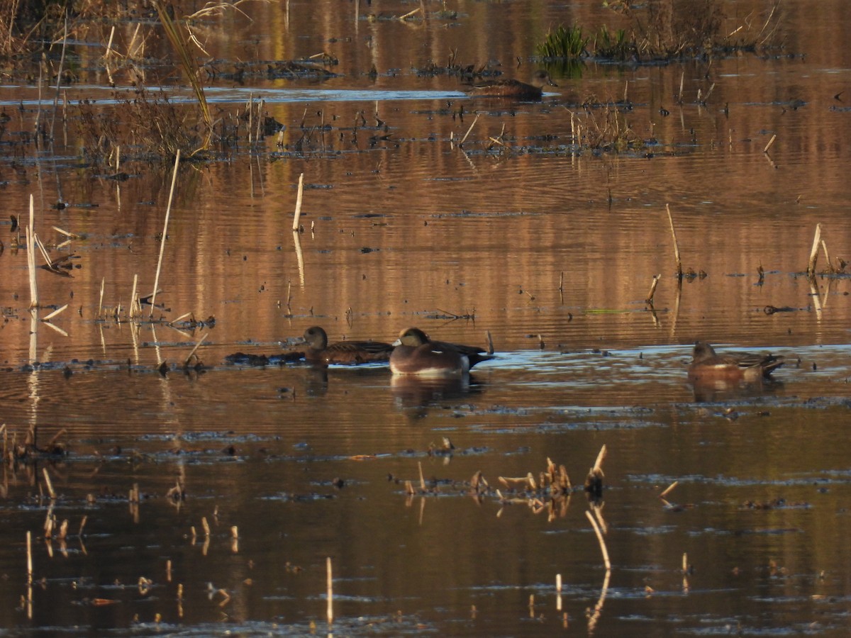 American Wigeon - ML644723205