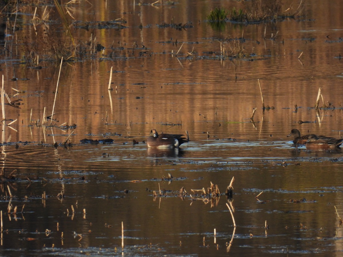 American Wigeon - ML644723206
