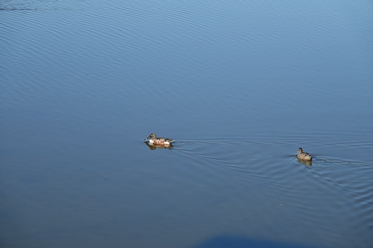 Northern Shoveler - ML644723207