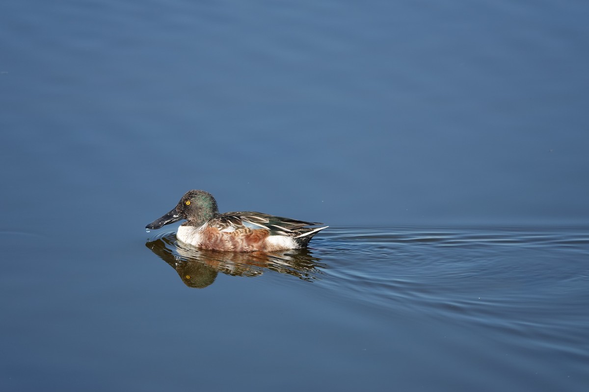 Northern Shoveler - ML644723208