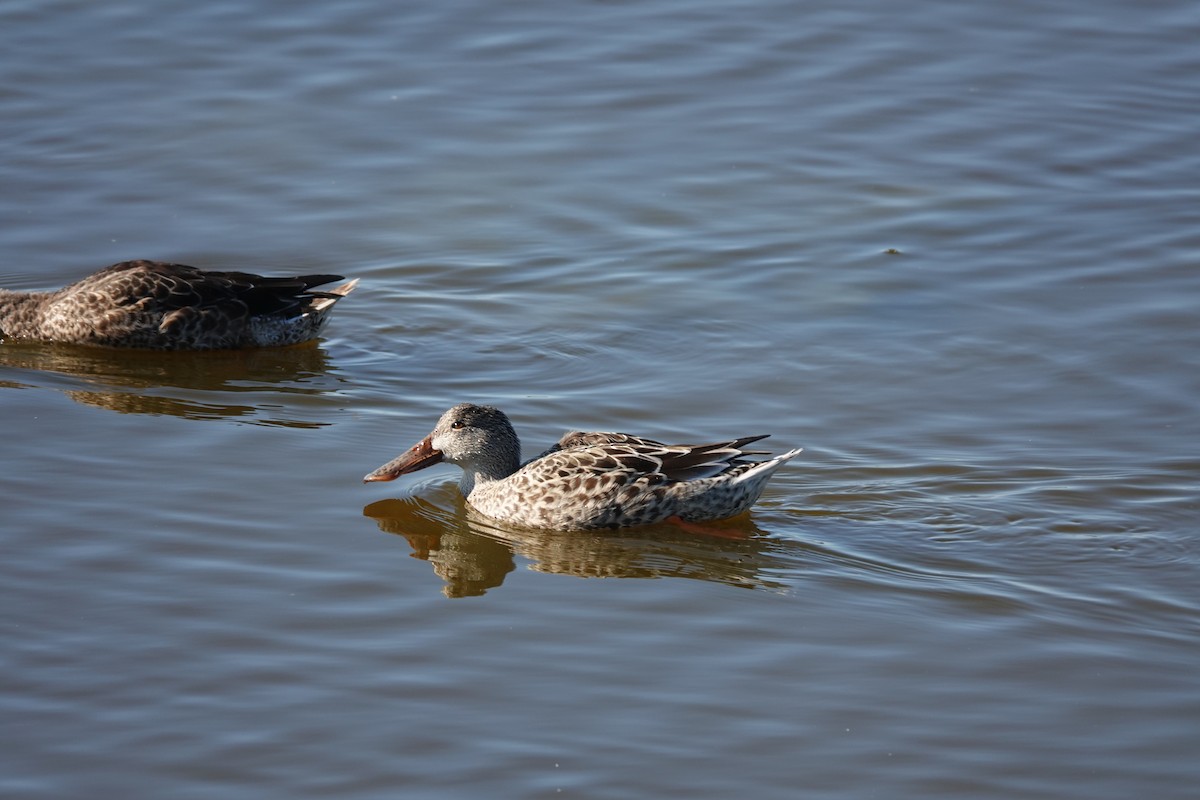 Northern Shoveler - ML644723209