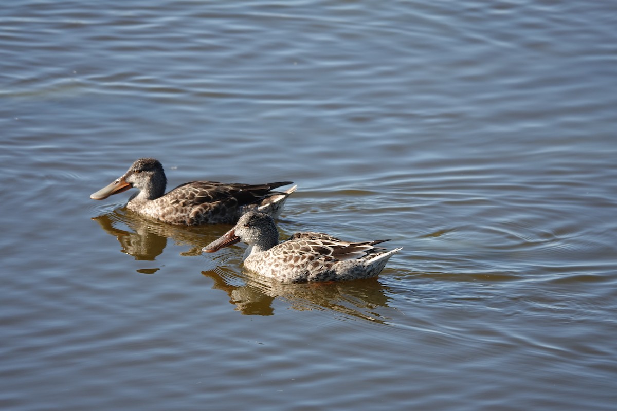Northern Shoveler - ML644723210
