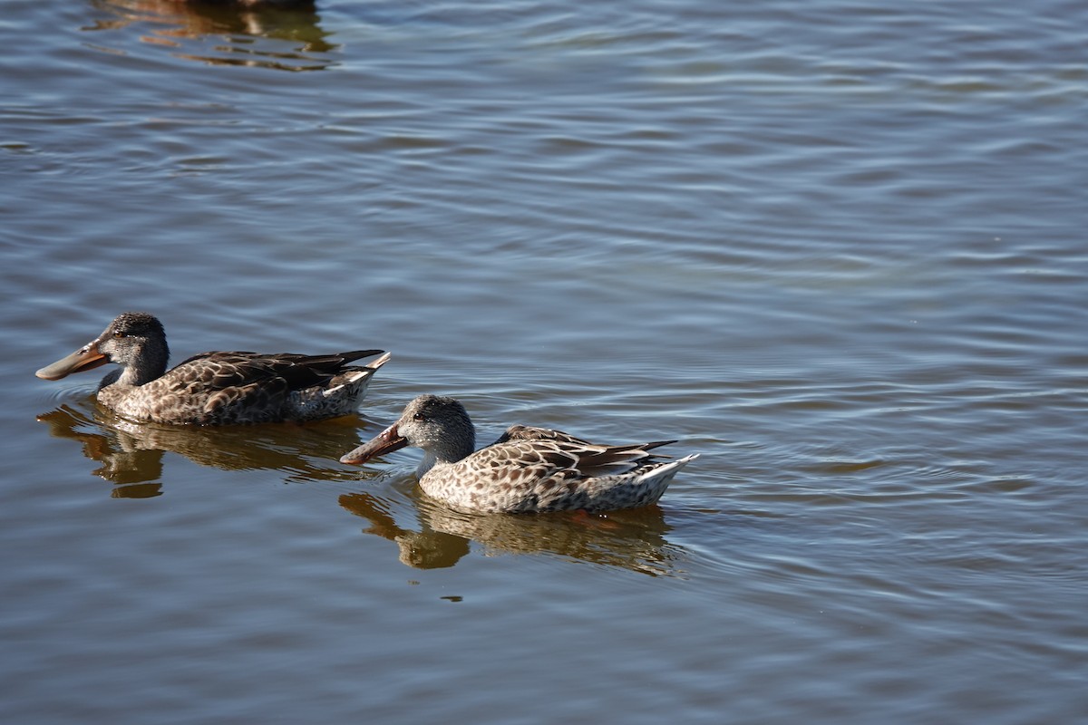 Northern Shoveler - ML644723211