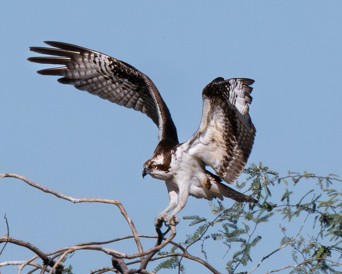 Osprey - ML644723213