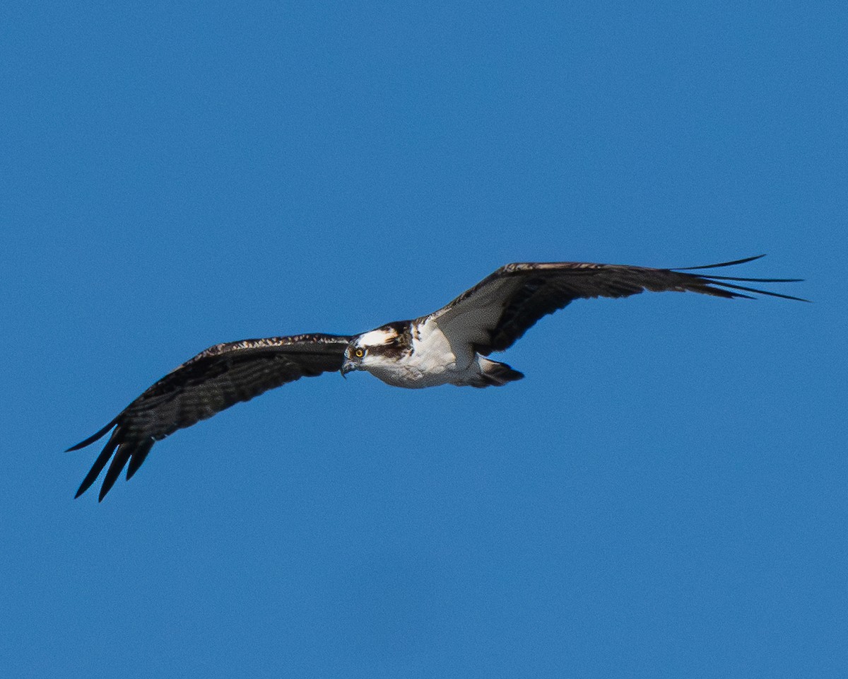 Osprey - ML644723214