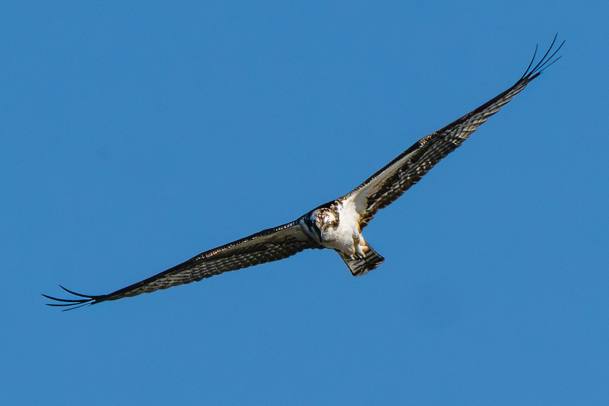 Osprey - ML644723215