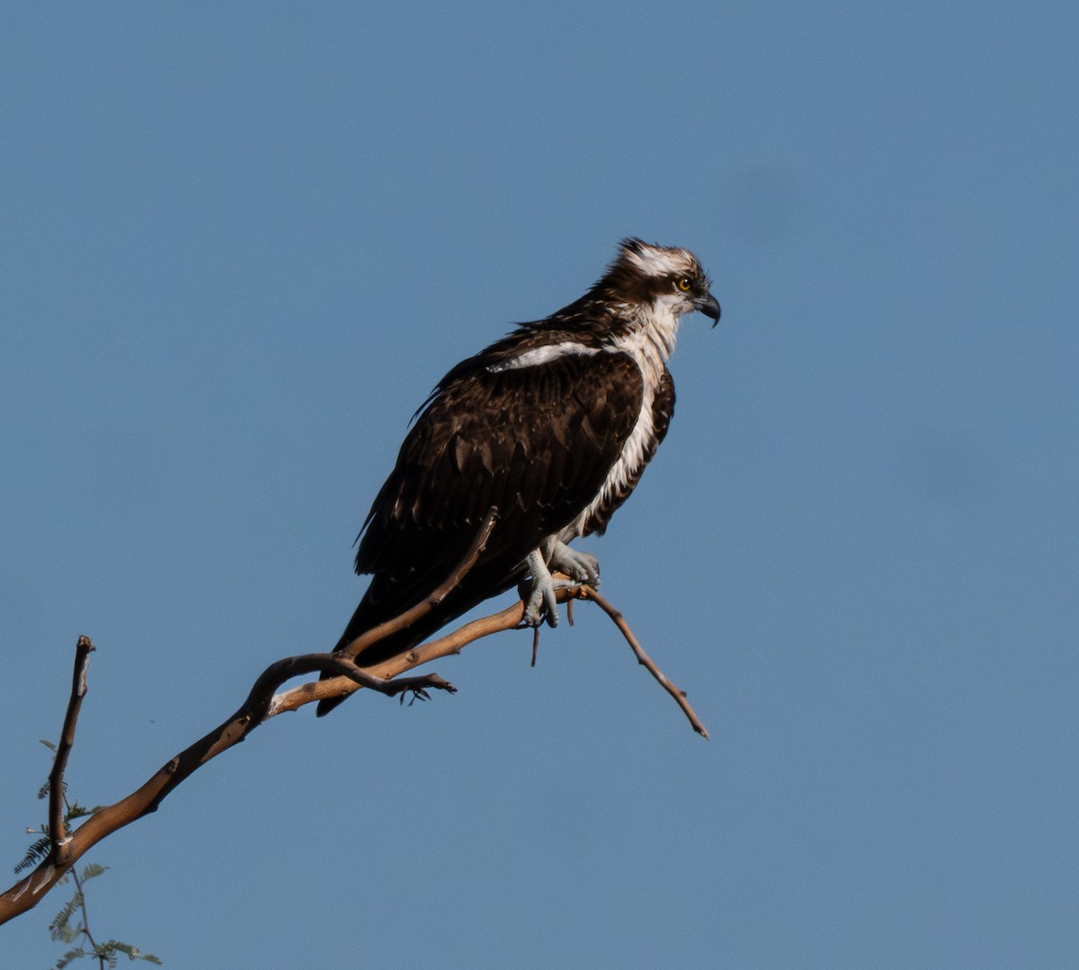 Osprey - ML644723216