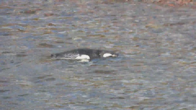 Magellanic Penguin - ML644723231