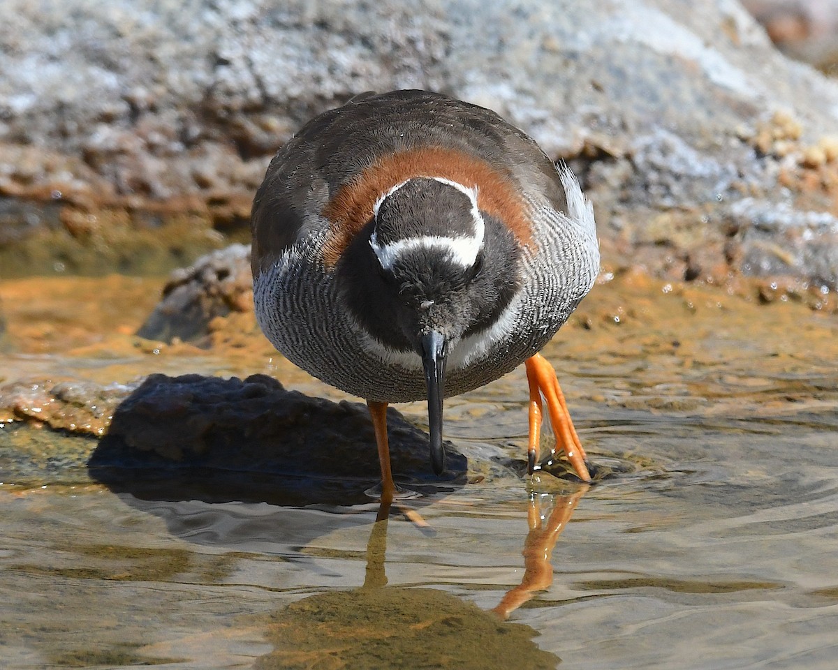 Diademed Sandpiper-Plover - ML644723232