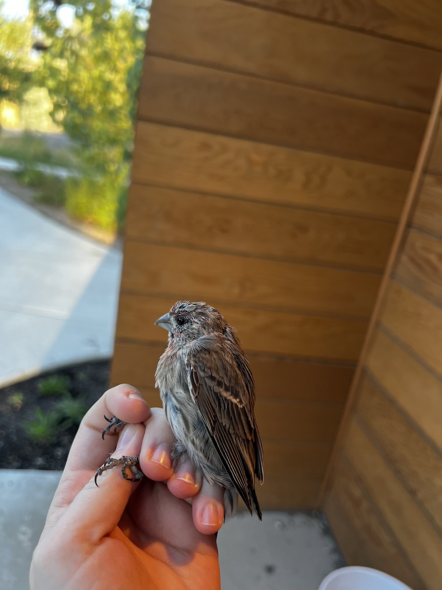 House Finch - ML644723233
