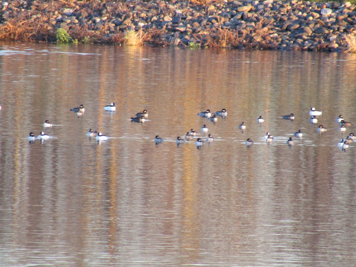 Bufflehead - ML644723234