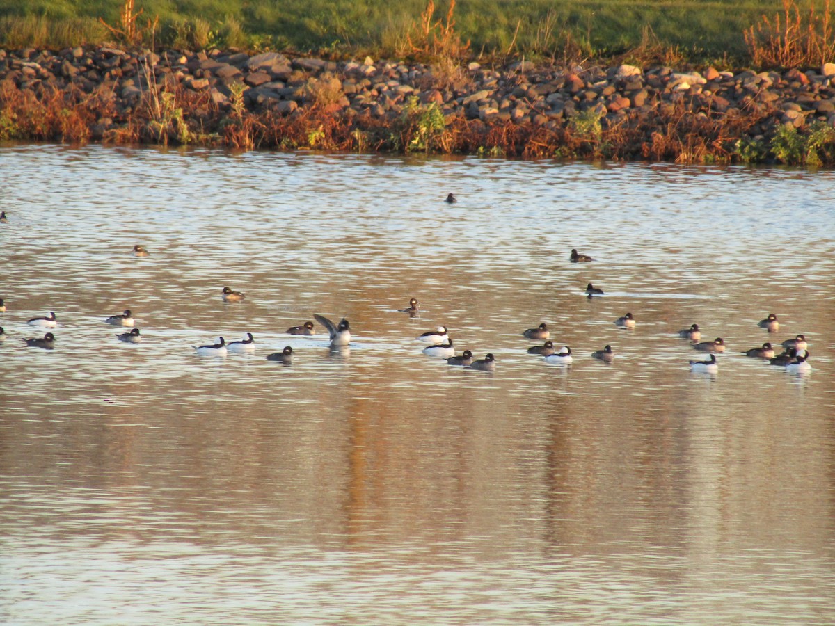 Bufflehead - ML644723235