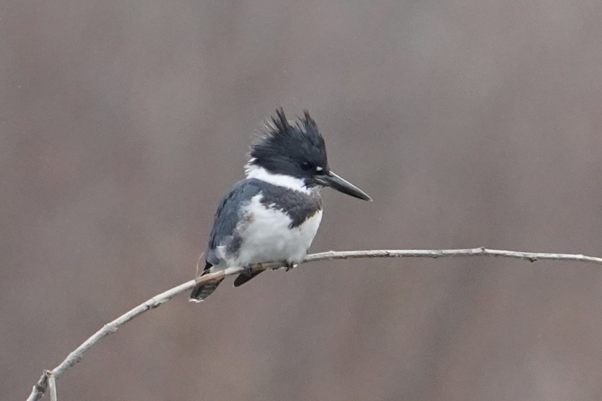 Belted Kingfisher - ML644723236