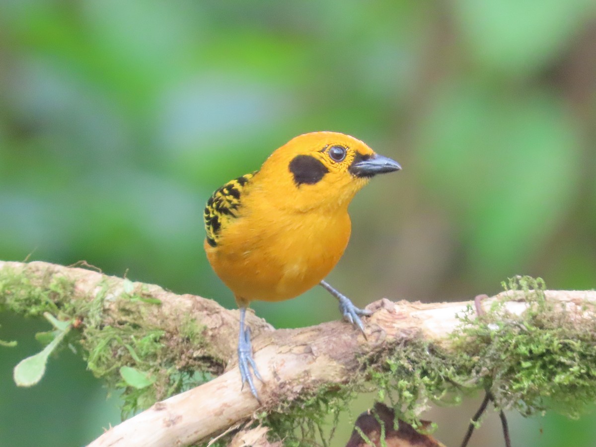 gulltanagar - ML644723237