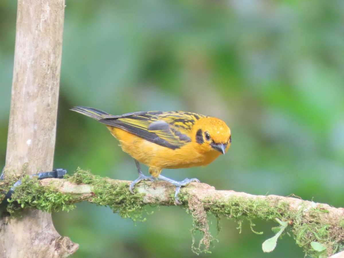 gulltanagar - ML644723238