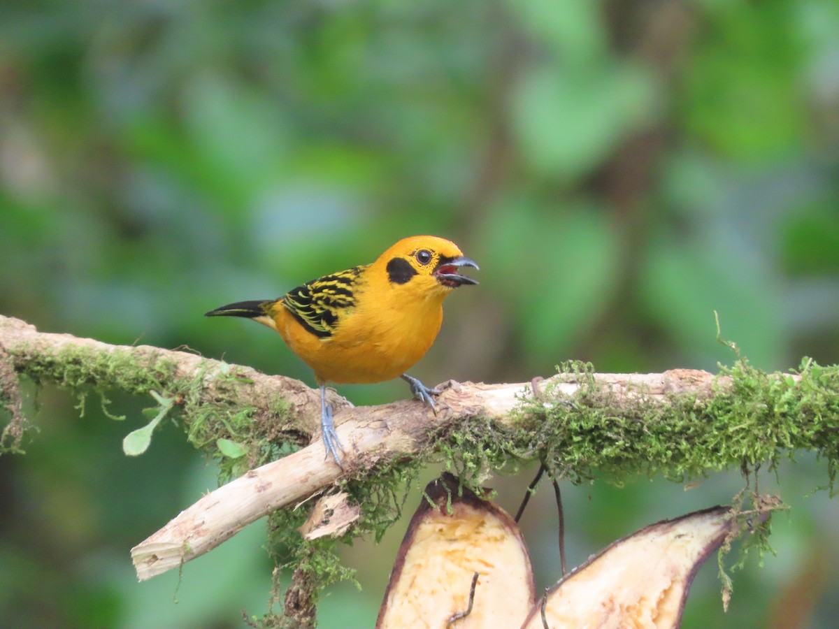 gulltanagar - ML644723239