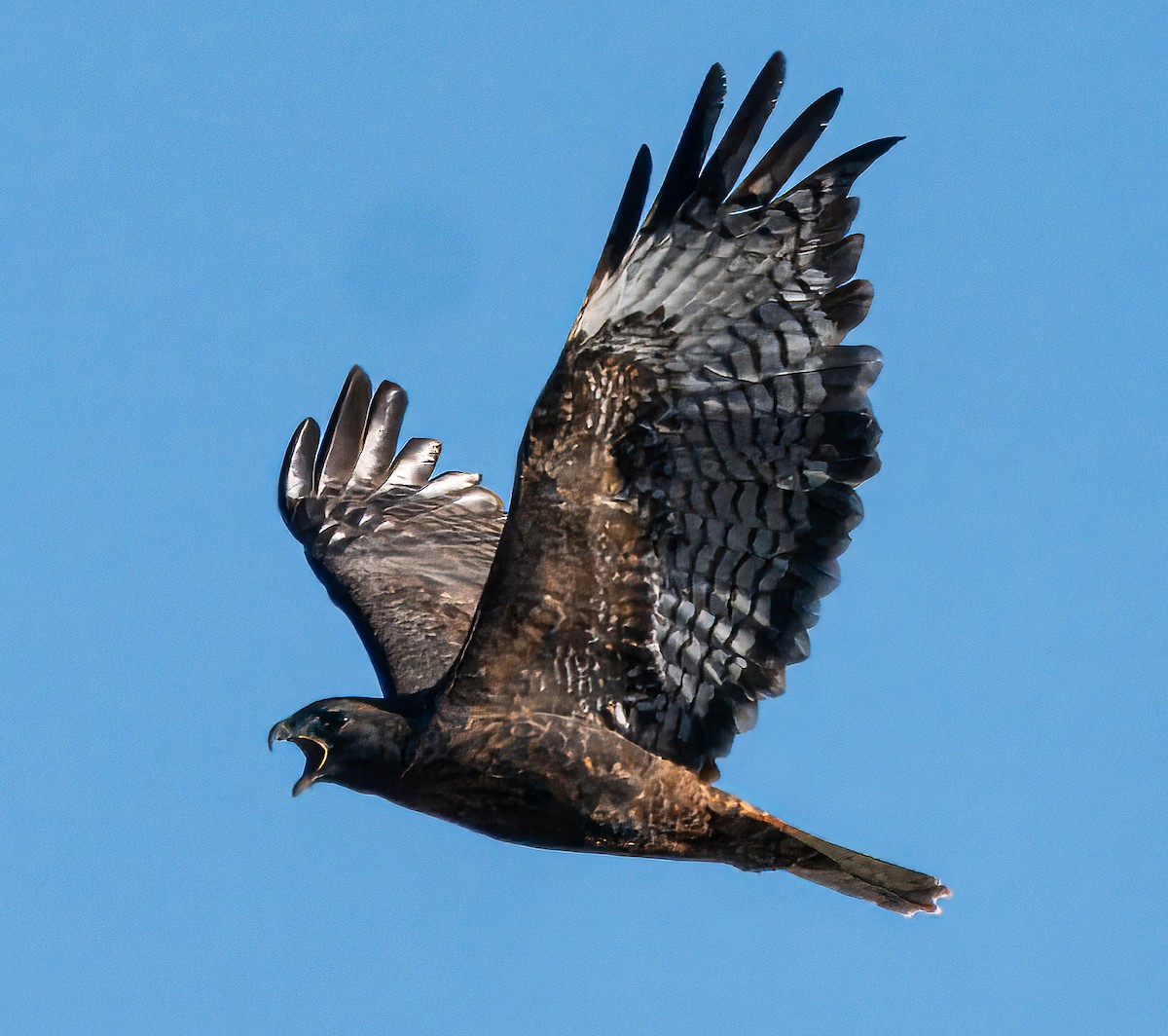 Red-tailed Hawk - ML644723240