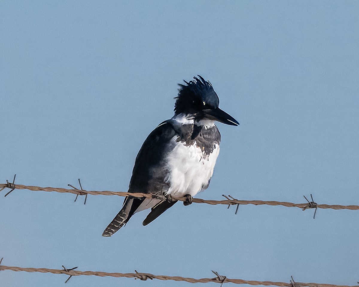Belted Kingfisher - ML644723242