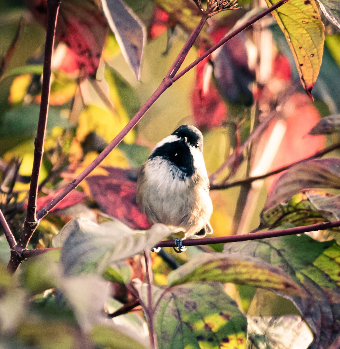 Black-capped Chickadee - ML644723252