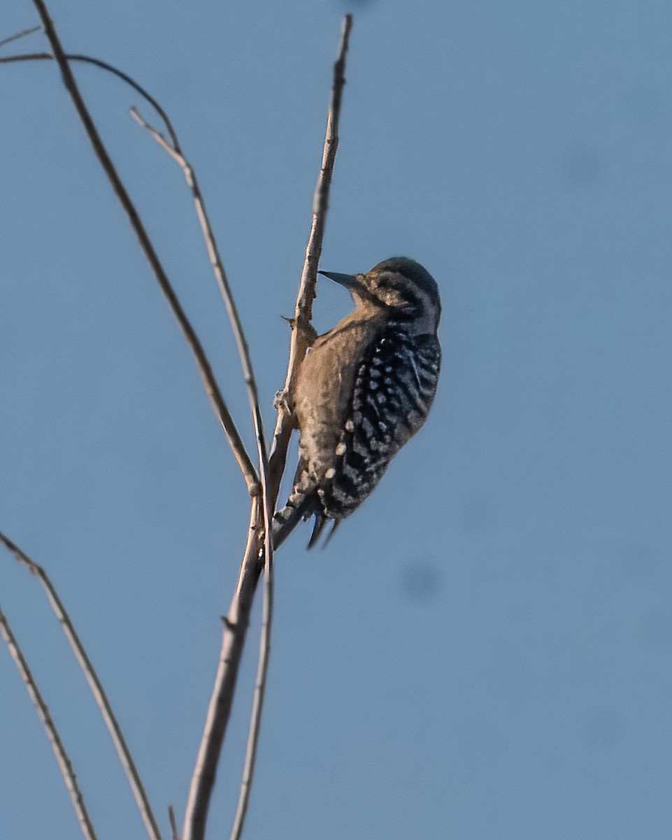 Ladder-backed Woodpecker - ML644723259