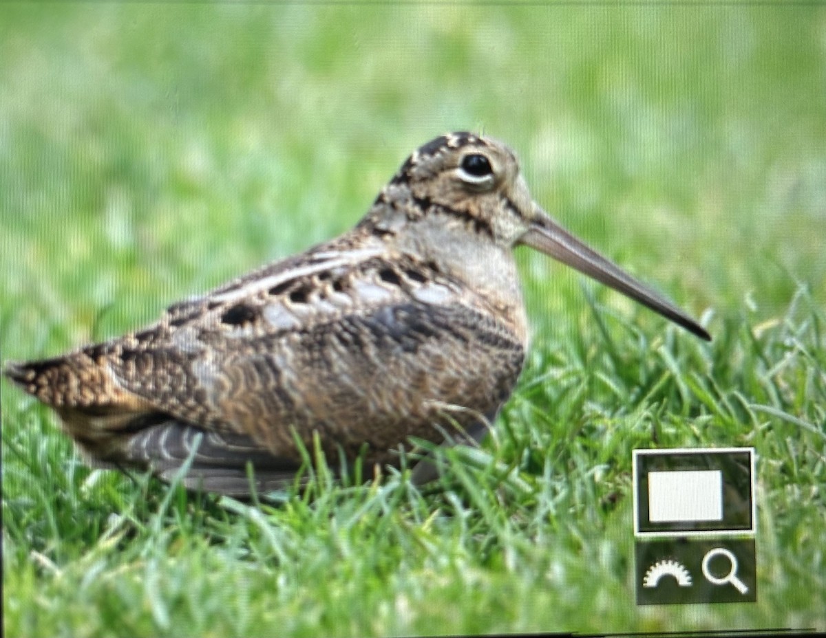 American Woodcock - ML644723261