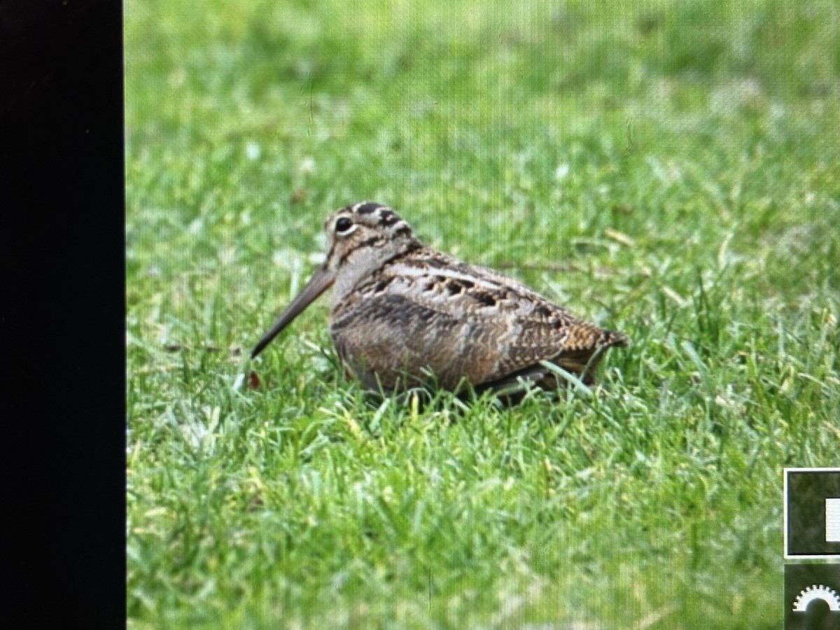 American Woodcock - ML644723262