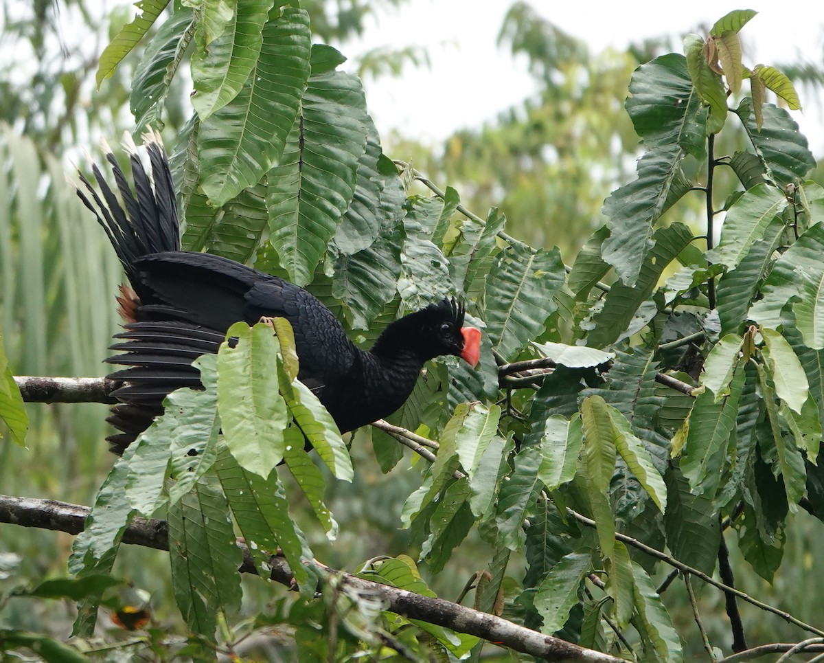 Razor-billed Curassow - ML644723277