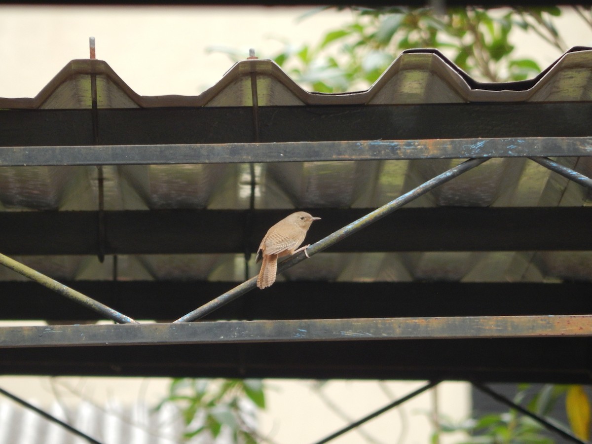 Southern House Wren - ML644723278