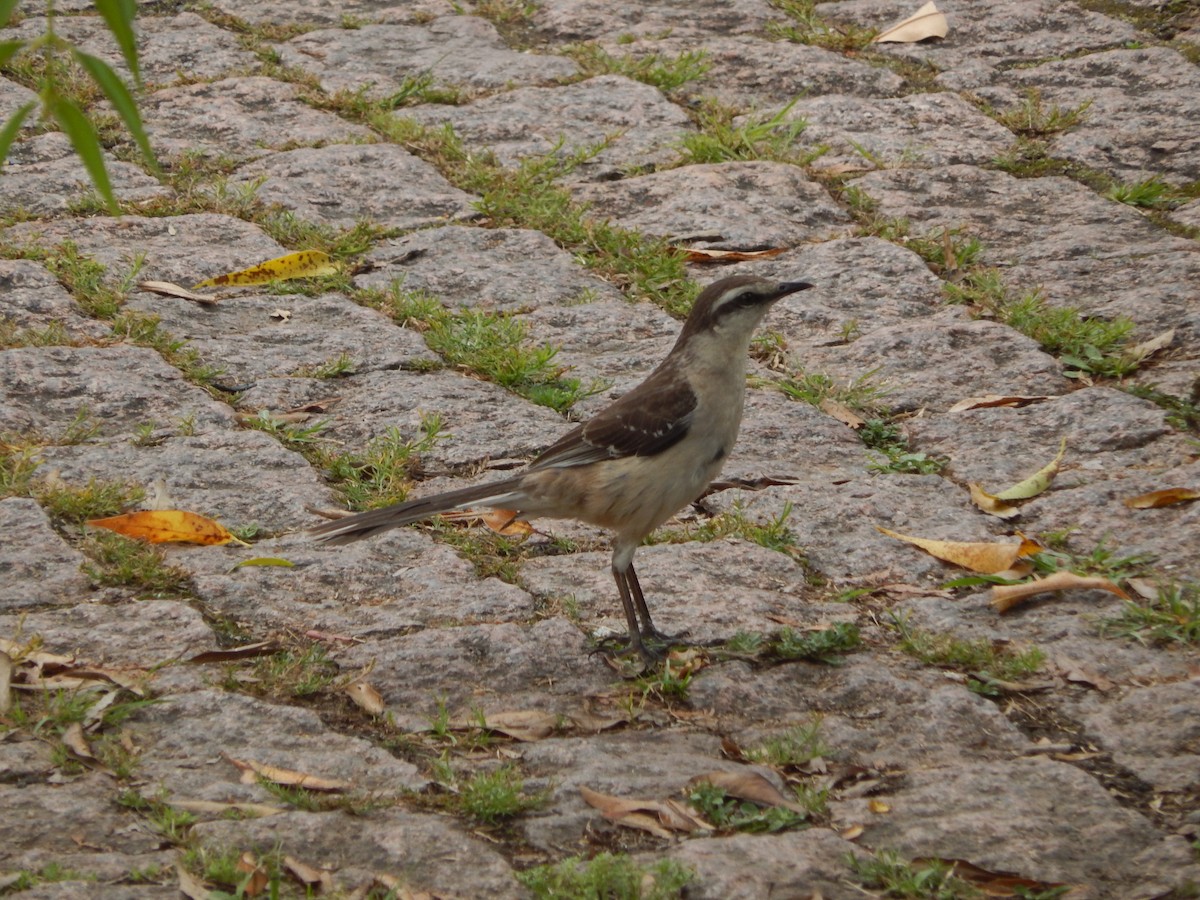 Kampo Taklitçisi - ML644723280