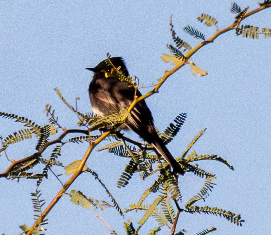 Black Phoebe - ML644723281