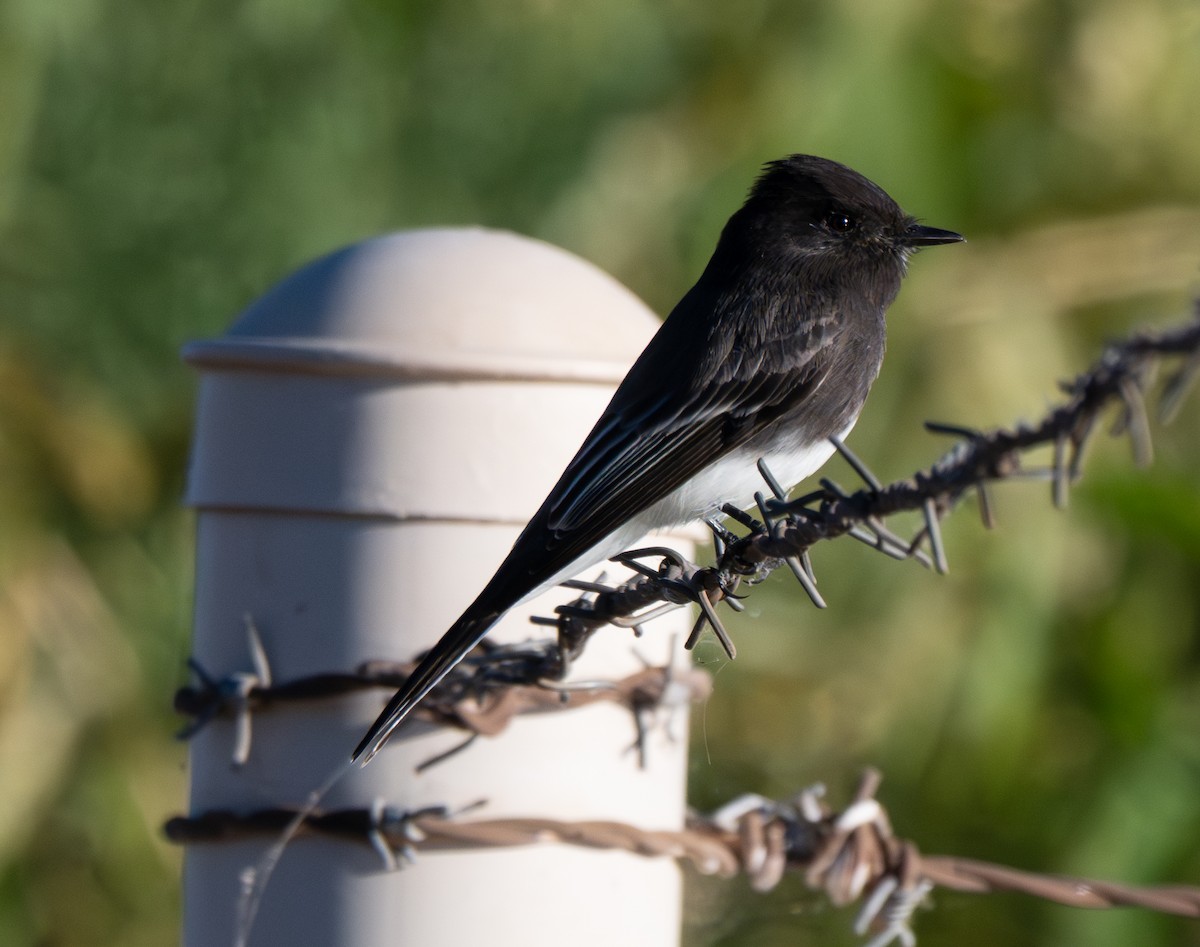 Black Phoebe - ML644723282