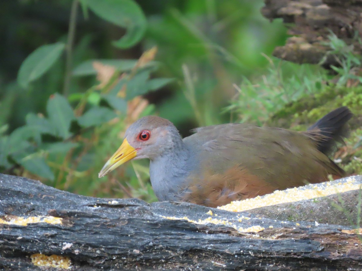 gråhalsrikse - ML644723283