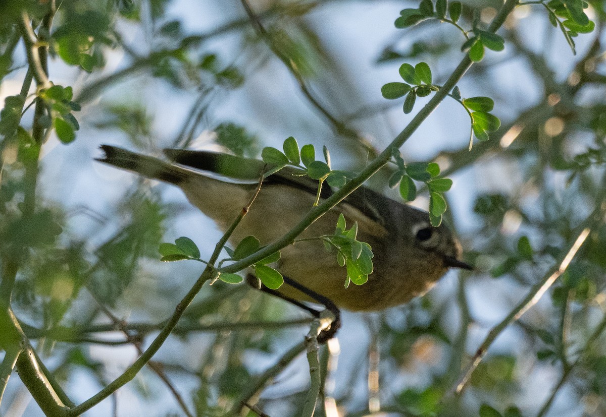 Ruby-crowned Kinglet - ML644723289