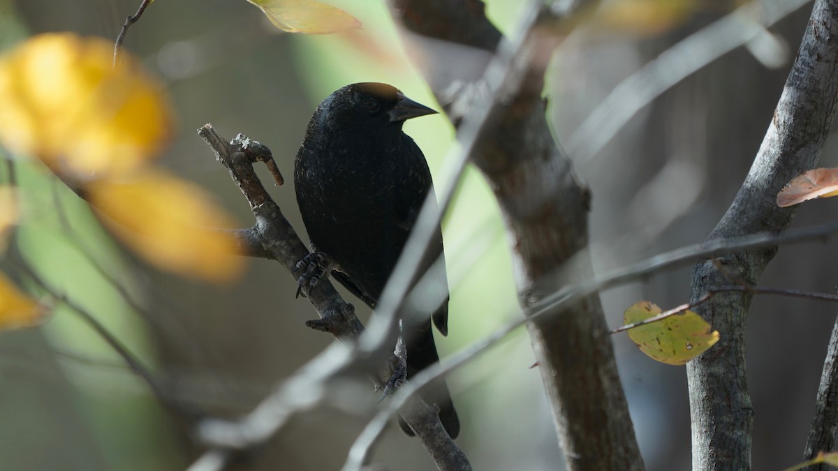 Red-winged Blackbird - ML644723298