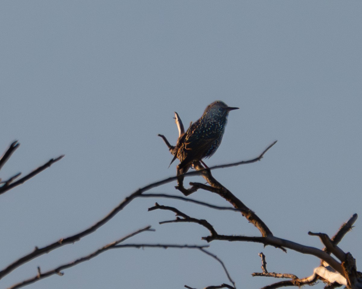 European Starling - ML644723299