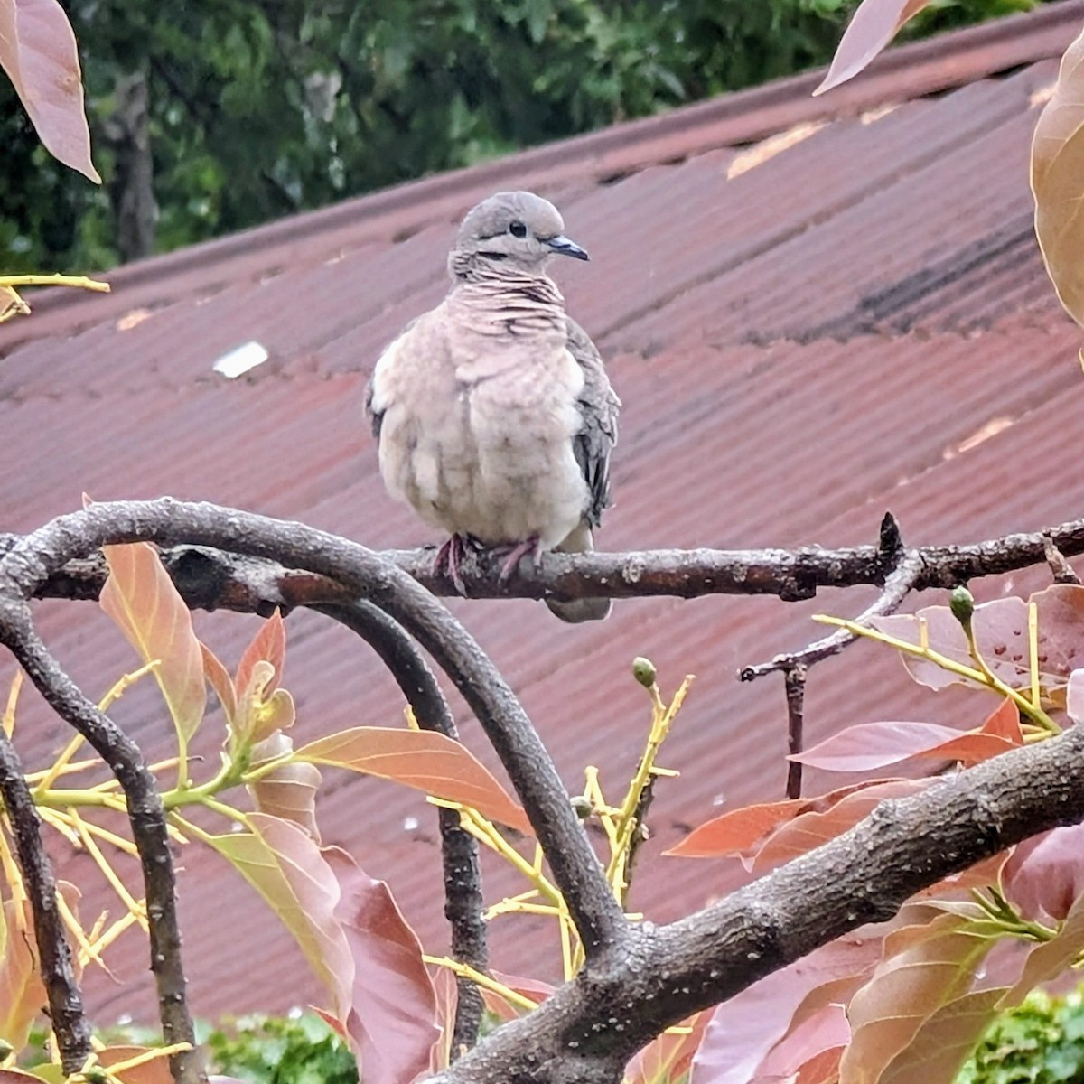 hrdlička černouchá - ML644723310