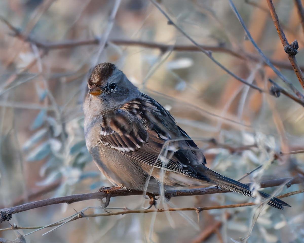 White-crowned Sparrow - ML644723317
